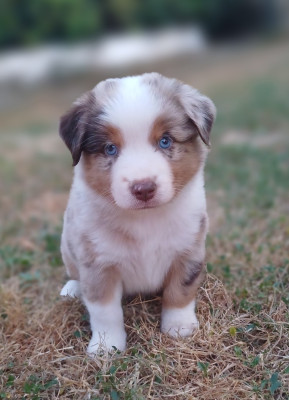 Buddy