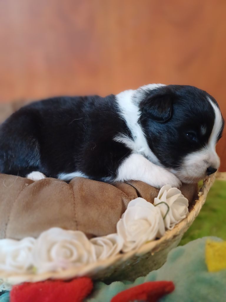 des touches noires - Chiots disponibles - Berger Américain Miniature 