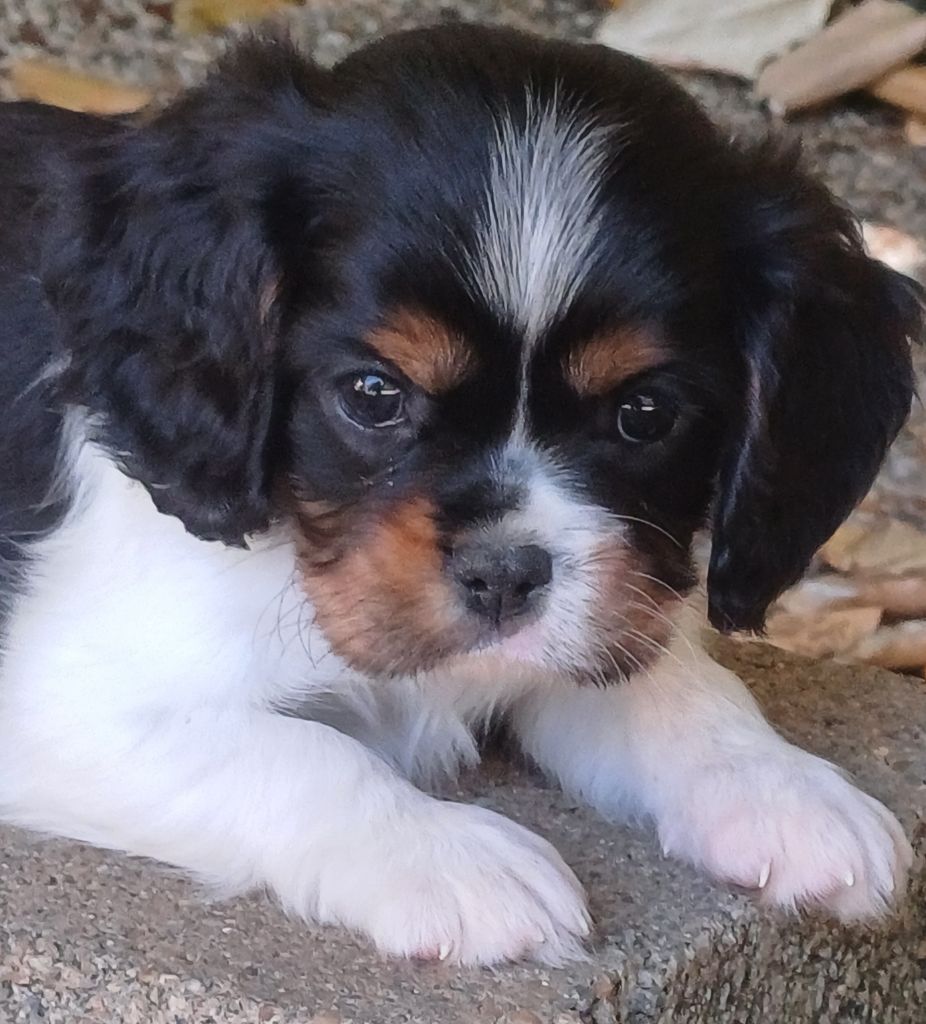 des touches noires - Chiots disponibles - Cavalier King Charles Spaniel