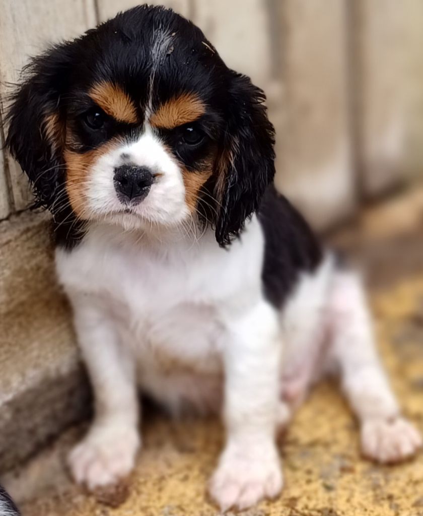 des touches noires - Chiots disponibles - Cavalier King Charles Spaniel