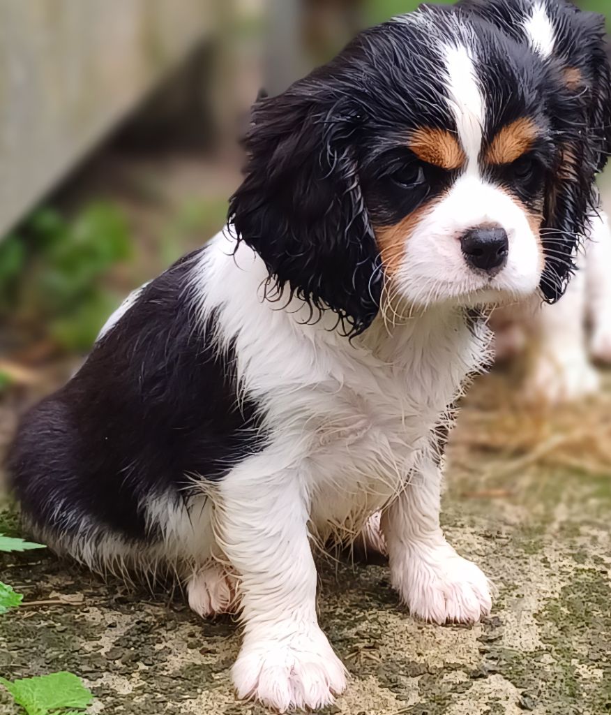 des touches noires - Chiots disponibles - Cavalier King Charles Spaniel