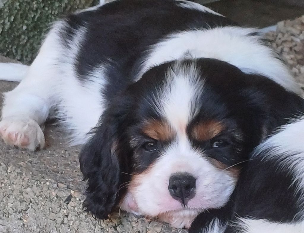 des touches noires - Chiots disponibles - Cavalier King Charles Spaniel